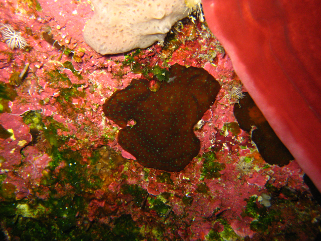 A large red vase sponge, a smaller white sponge, and an unknown brown withgreen dots life form on a red and green algae covered substrate