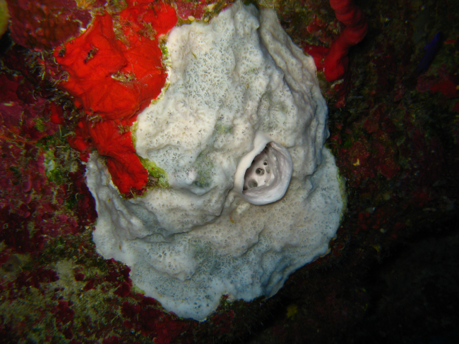 White and red sponges