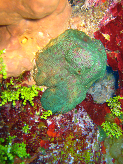 Colorful sponges and algae
