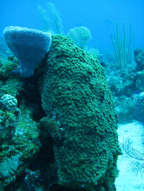 A star coral, a blue sponge, a gorgonian fan, and other animal types