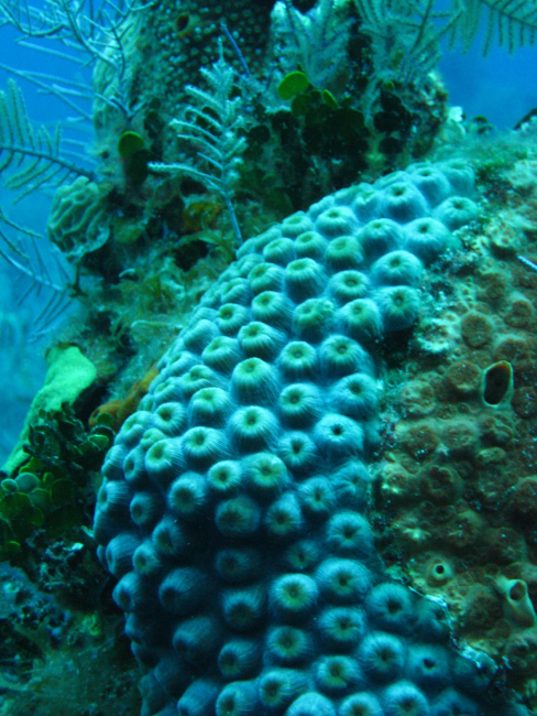 Star coral, algae, and small branched hydrozoans