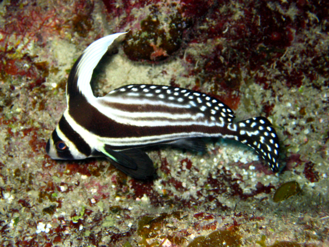 Juvenile jackknife fish (Equetus lanceolatus)
