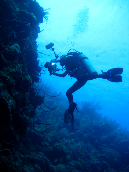 Diver photographing sponges and other biota along vertical wall