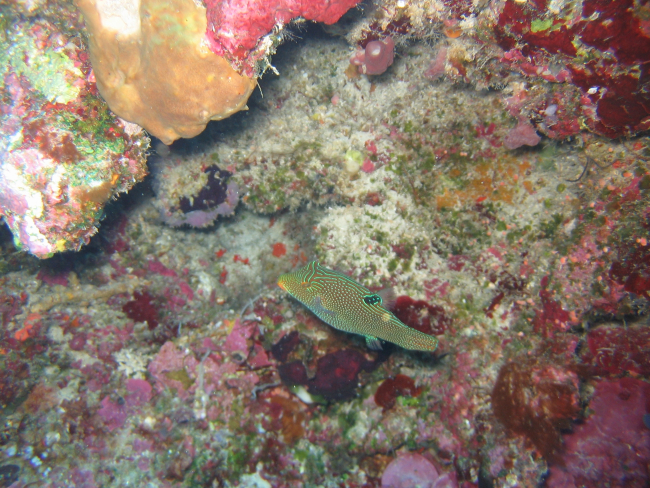 Ambon toby (Canthigaster amboinensis)