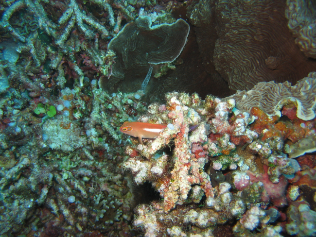 Arceye hawkfish (Paracirrhites sp