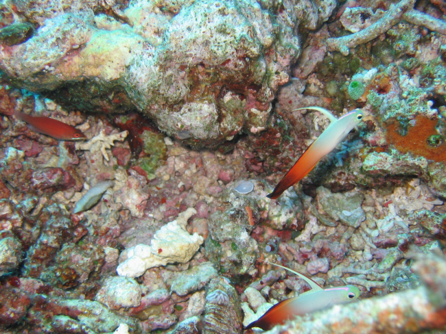 Fire dartfish (Nemateleotris magnifica)