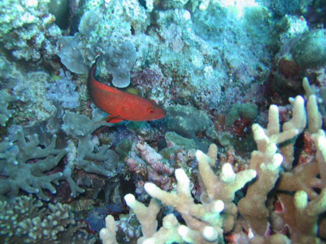 Unidentified red fish