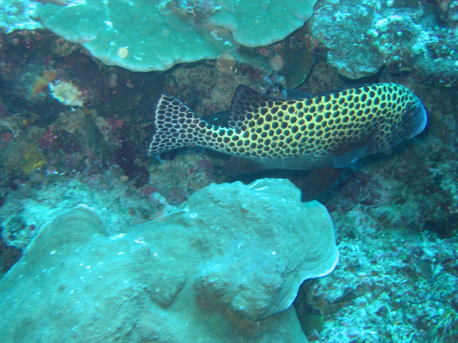 Many spotted sweetlips (Plectorhinchus chaetodonoides)