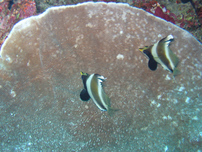 Pennant bannerfish (Heniochus chrysostomus)