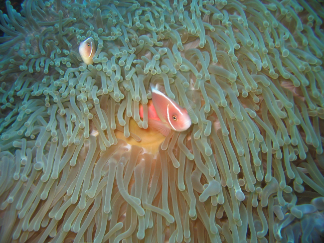 Pink anemonefish (Amphiprion perideraion)