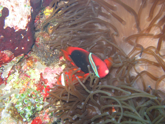 Red and black anemonefish (Amphiprion melanopus)