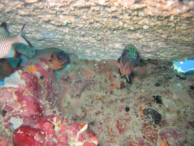 Shadowfin soldierfish (Myripristis adusta)