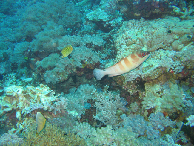 Spot banded butterflyfish (Chaetodon punctofasciatus) in left background