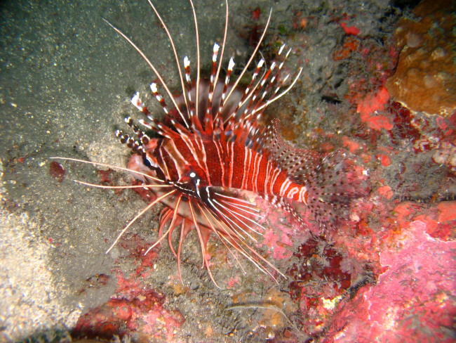 Appears to be spotfin lionfish (Pterois antennata)