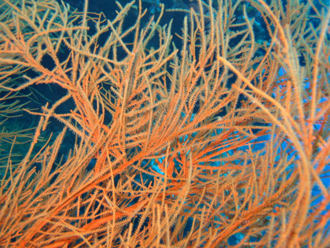 Black coral (Antipathes sp