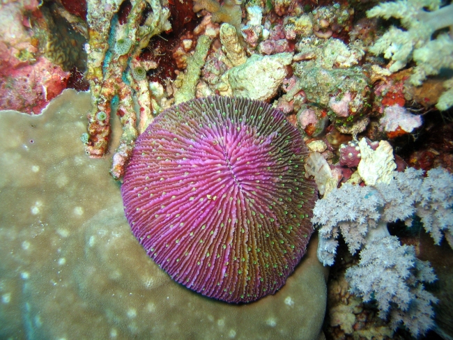 Mushroom coral (Fungia sp