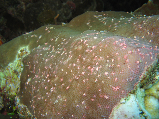 Porites coral with disease