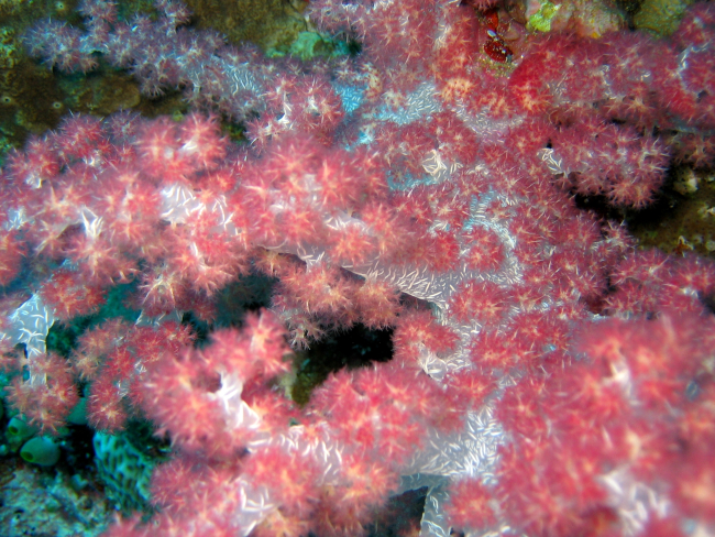 Red soft coral