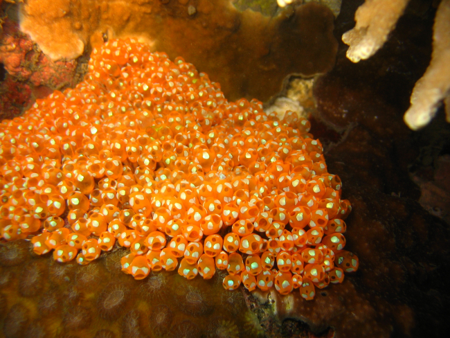 A colony of orange tunicates (Clavelina dimunata) at night
