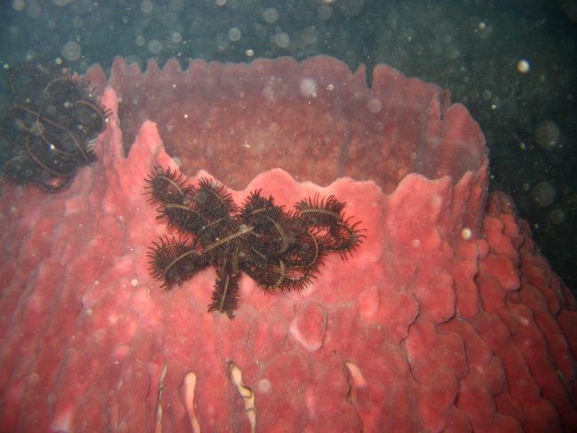 Crinoids on a red barrel sponge