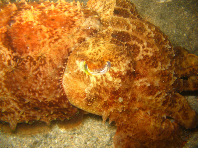 A cuttlefish at night
