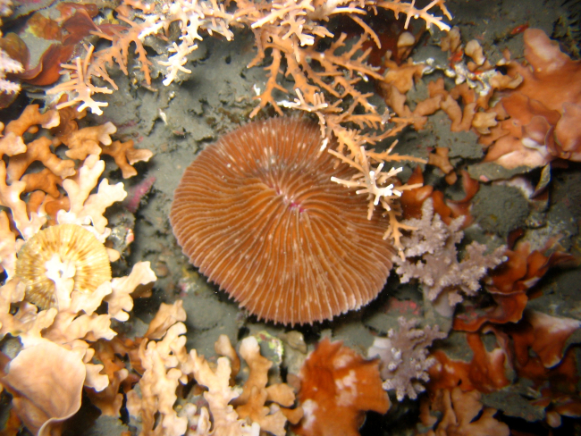Mushroom coral (Fungia sp