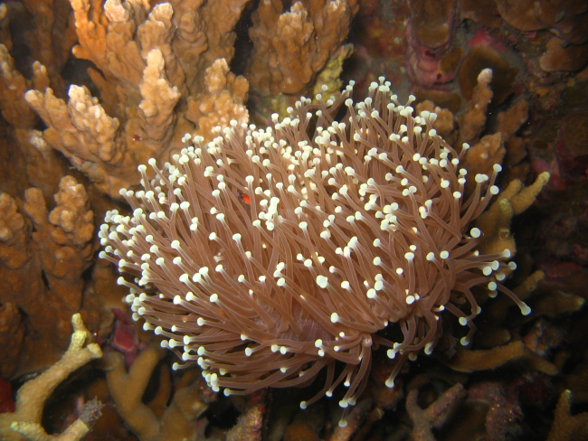 Sea anemone at night