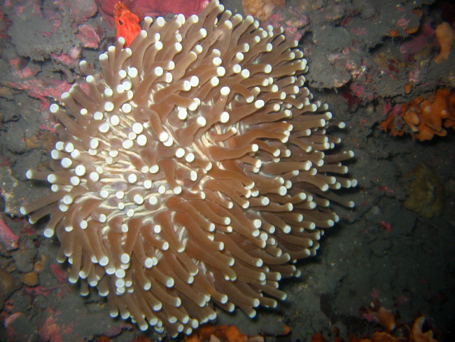 Sea anemone at night