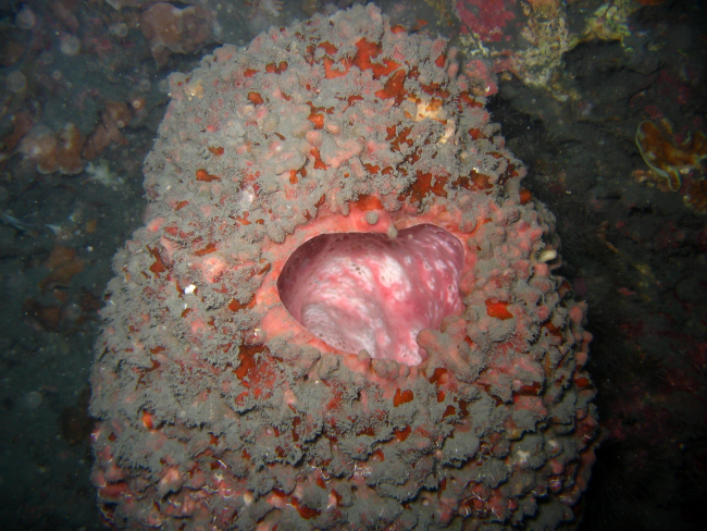 A large sponge covered with sediment
