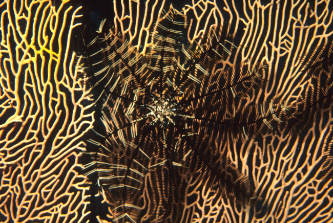 Soft coral and a crinoid