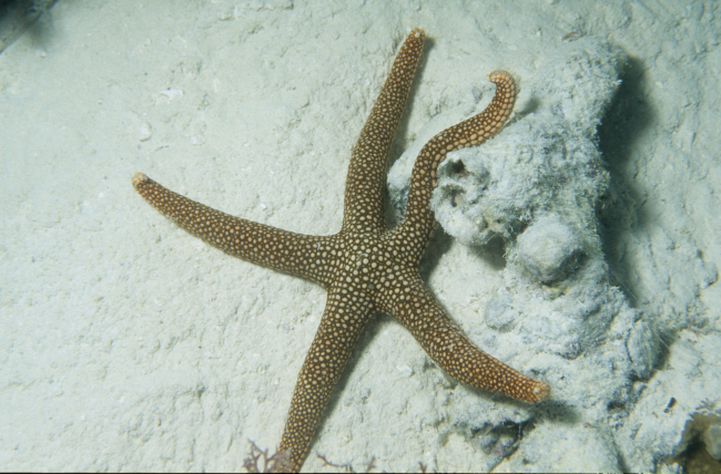 Brown and white spotted starfish