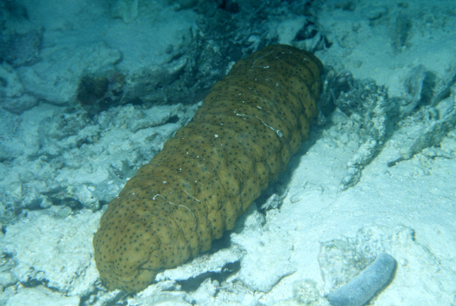 A brown with black spots sea cucumber