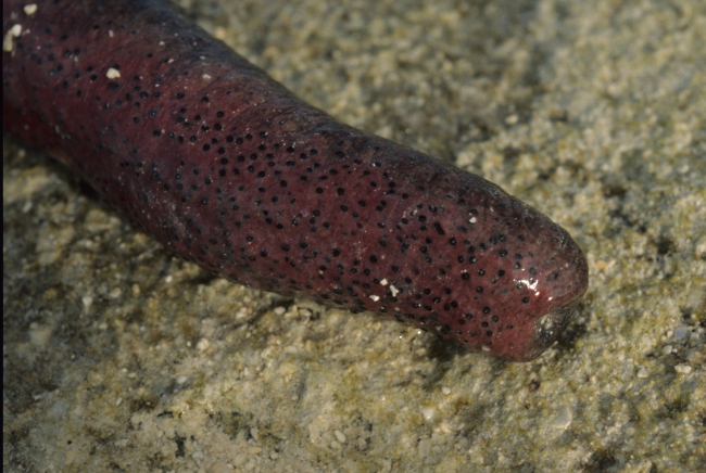 A red with black spots sea cucumber