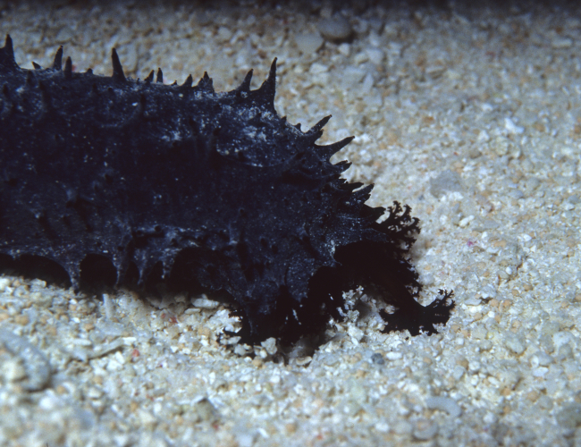 A black with white mottling sea cucumber