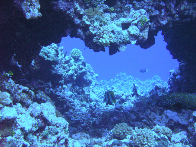 Reef fish mill about a natural arch in the coral reef