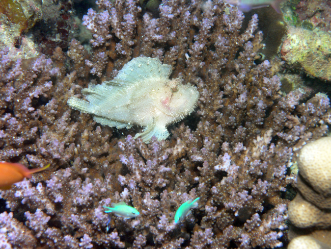 Leaf fish or leaf stonefish (Taenianotus triacanthus)