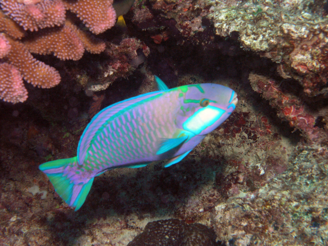 Bleeker's parrotfish (Chlorurus bleekeri)