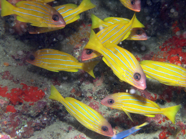 Bluelined snapper  (Lutjanus kasmira)