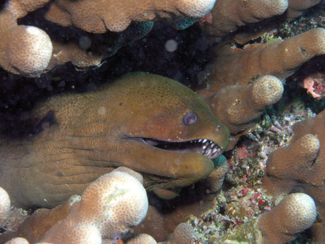 Giant moray (Gymnothorax javanicus)