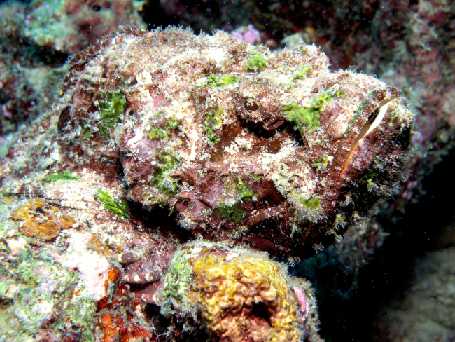 Stonefish  (Synanceia verrucosa)