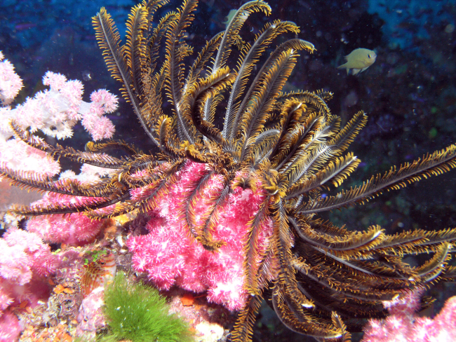 Reef scene dominated by a large yellow crinoid and pink soft coral