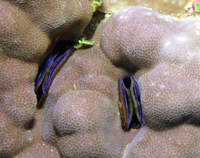 Coral scallop (Pedum spondyloideum)
