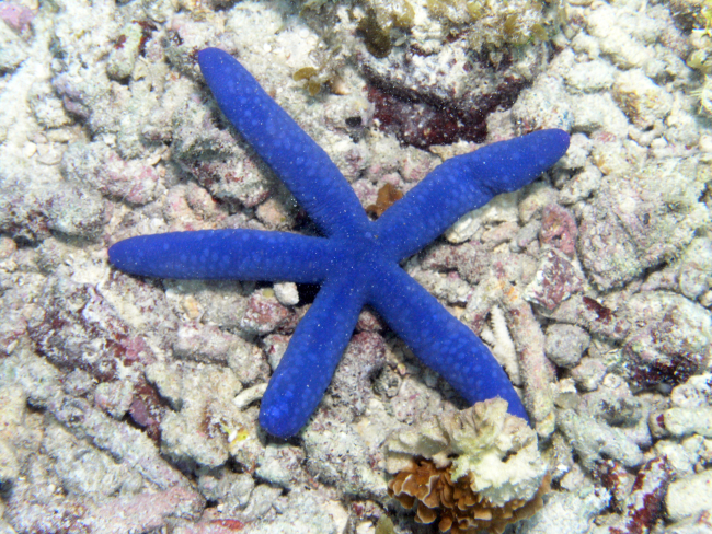 Blue sea star (Linckia laevigata)
