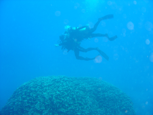 Divers over large coral head