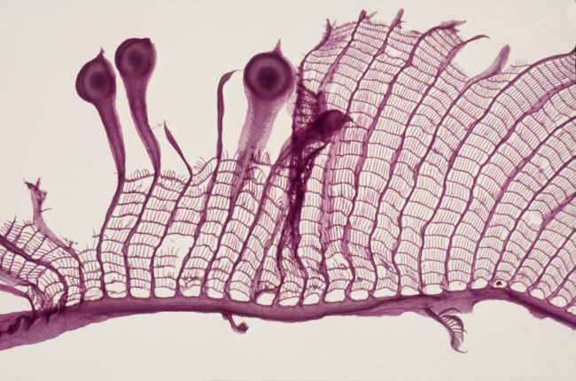 Claudea elegans cystocarps  - a macroscope photo