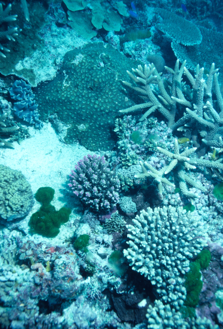 Corals and Clorodesmis fastigiata at 10 meters depth