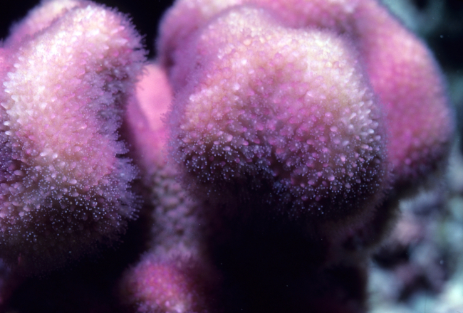 Coral feeding at night at 5 meters depth