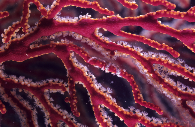 Brittle star on gorgonian coral at 7 meters depth