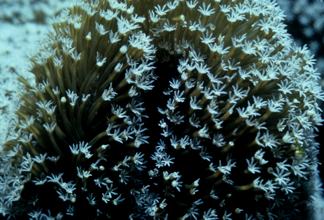 Soft coral at 13 meters depth