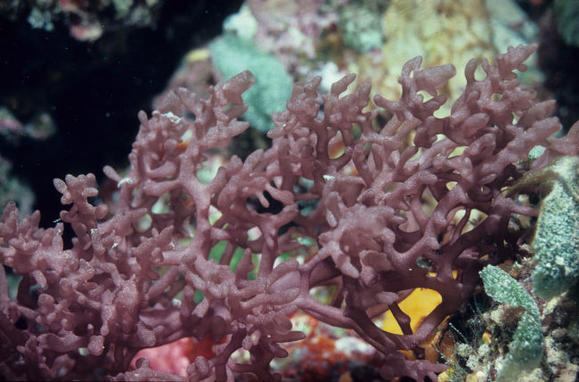 Sponge (Clathrina) at 20 meters depth
